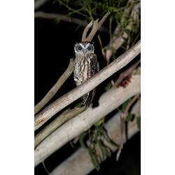 Brown and white bird on branch at night.