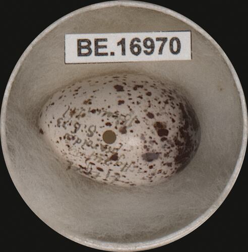 Bird egg with specimen label in round box.