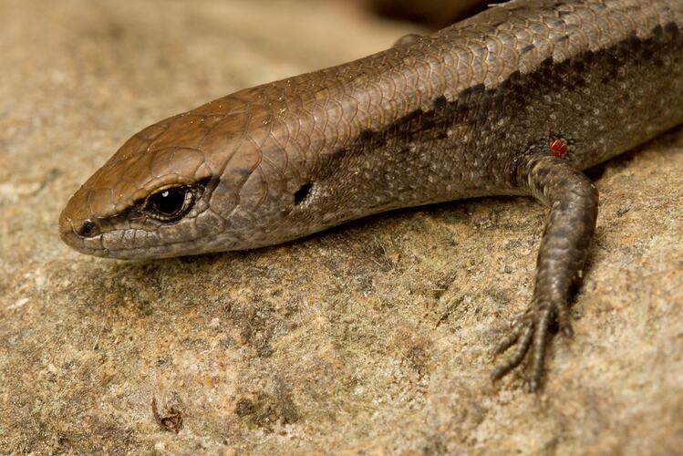 Head, front foot of brown lizard on rock.