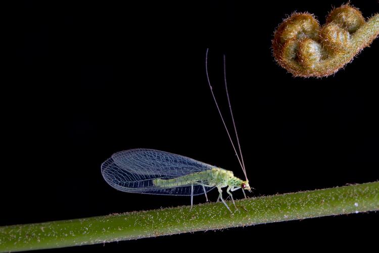 Green lacewing.