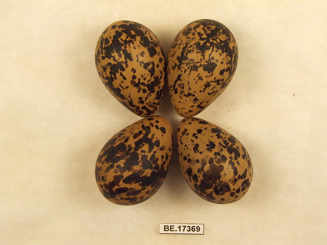 Four bird eggs with specimen label.