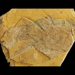 Fossil fish in matrix.