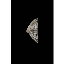 <em>Montfortula rugosa</em>, Cap-shaped False Limpet, shell.  Registration no. F 178952.