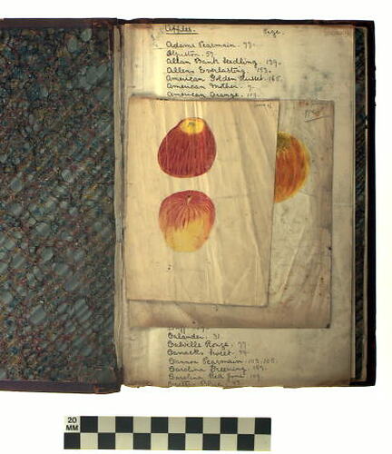 "ALBUM OF WAX FRUIT MODELS"