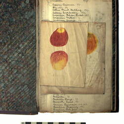 "ALBUM OF WAX FRUIT MODELS"
