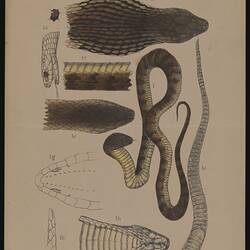 Lithographic colour proof - Hoplocephalus curtus, the Tiger Snake, Prahran, Melbourne, Arthur Bartholomew