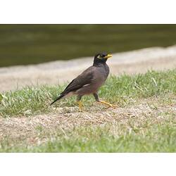 A Common Myna standing on grass