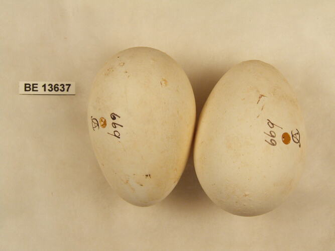 Two bird eggs with specimen label.