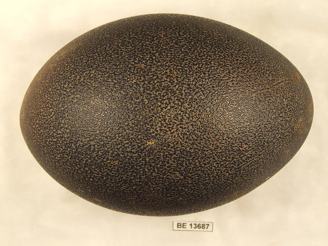 Black bird egg with specimen label.