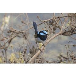 Blue, black and brown bird with long tail on branch.