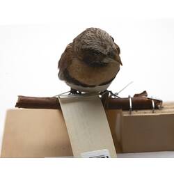 Front view of small bird specimen mounted on branch.