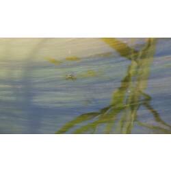Water Striders.
