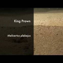 Silent footage of the King Prawn, <em>Melicertus plebejus</em>.