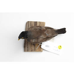 Grey bird specimen with yellow beak mounted on board, viewed from above.