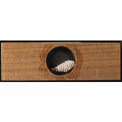 Underside of wooden microslide containing bryozoan specimen,