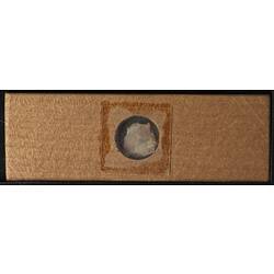 Underside of wooden microslide containing bryozoan specimen,