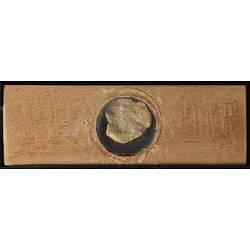 Underside of wooden microslide containing bryozoan specimen,