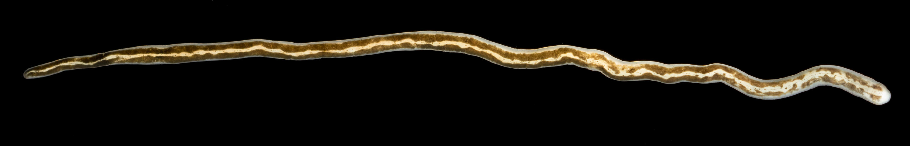 Long narrow worm against black background.