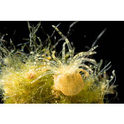 Yellow sea anemone on plant material.