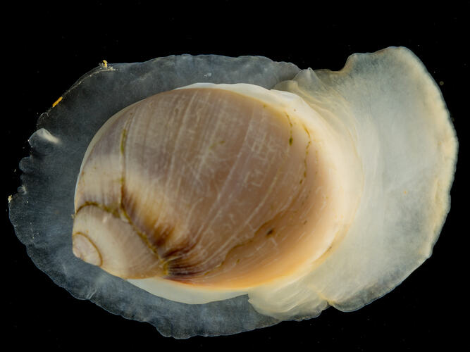 Dorsal view of marine snail with round shell and large white foot.