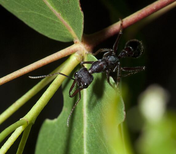Black ant on a green leaf.