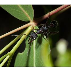 <em>Myrmecia</em> Fabricius, 1804, Bull Ant