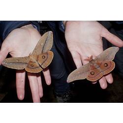 Male and female Helena Gum Moth sitting on someone's hands.