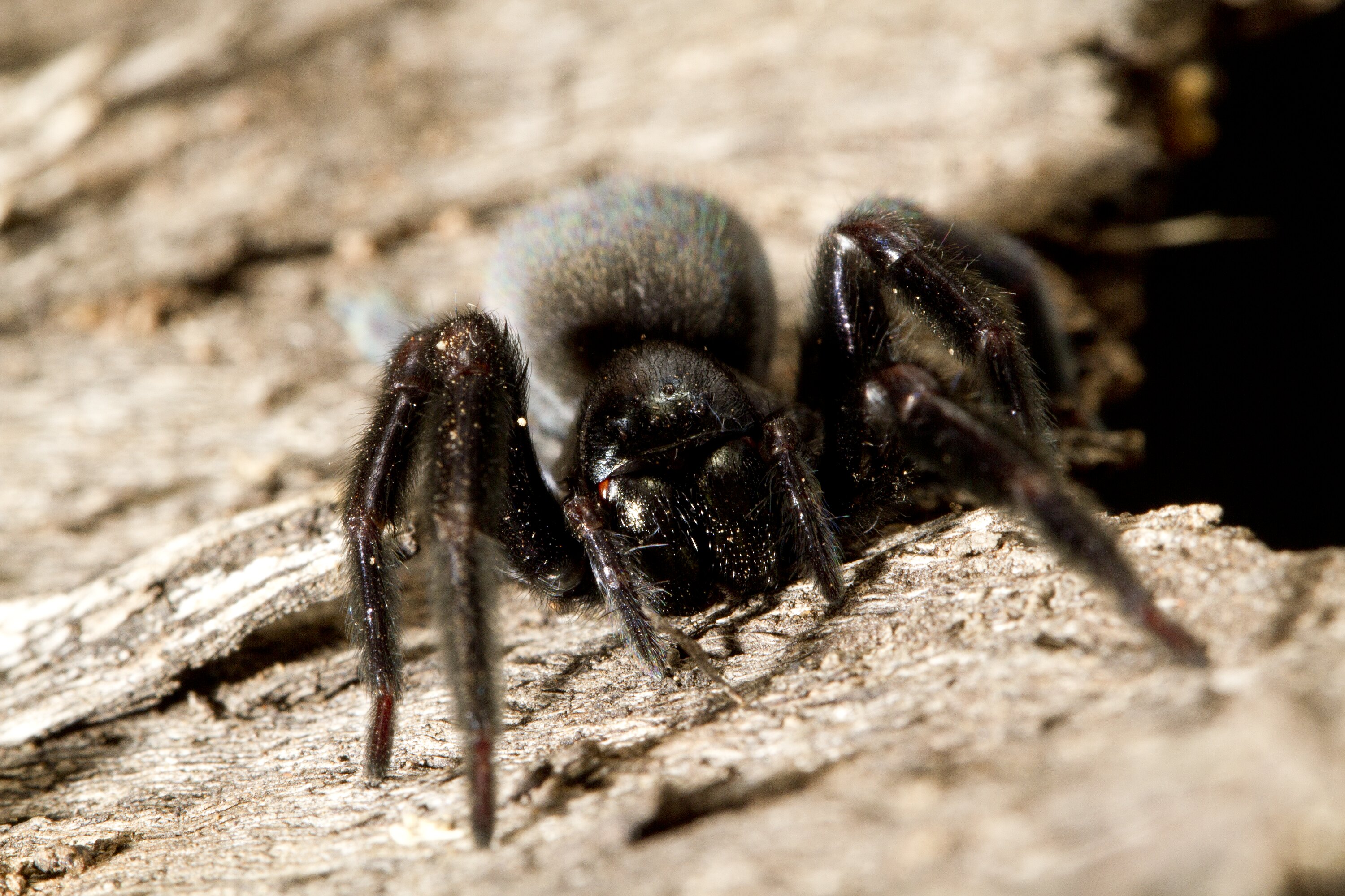 The common black house spider: a case of mistaken identity - Australian  Geographic