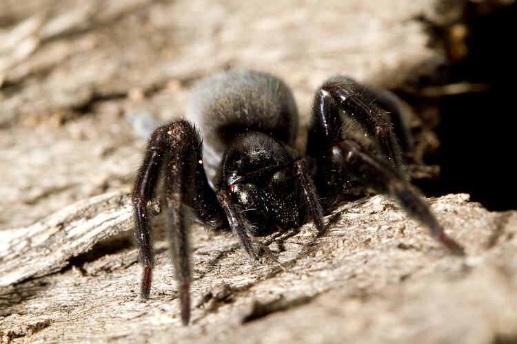 Close up front view of black spider.