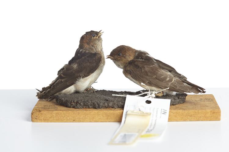 <em>Petrochelidon ariel</em>, Fairy Martin, male and females, mounts.  [27862 (left) & 27865 (right)]