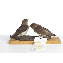 <em>Petrochelidon ariel</em>, Fairy Martin, male and females, mounts.  [27862 (left) & 27865 (right)]