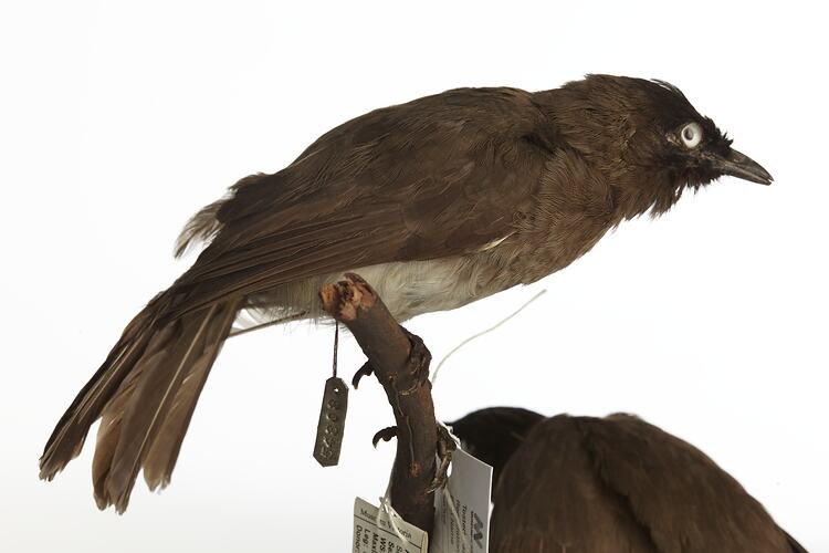 <em>Pycnonotus barbatus layardi</em>, Garden Bulbul, mount.  Registration no. 54808.