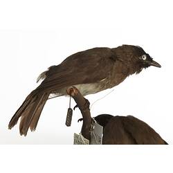 <em>Pycnonotus barbatus layardi</em>