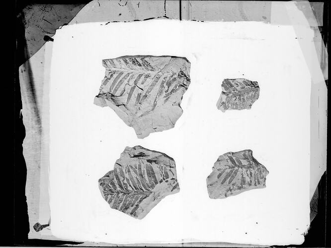 Black and white photo of fossils on rock.