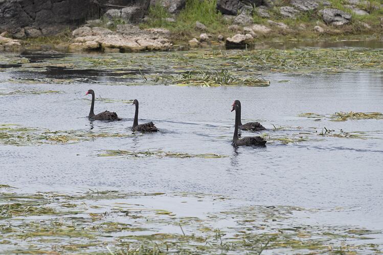Four black swans swimmong on lake.