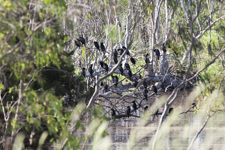 <em>Phalacrocorax sulcirostris</em>, Little Black Cormorants, Sale Common State Game Refuge, Victoria.