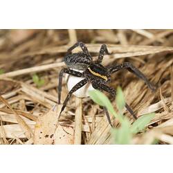 Family Lycosidae, wolf spider. Dowds Morass State Game Reserve, Victoria.