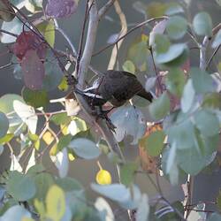 Small bird with white stripe on face in bush, head twisted to side.