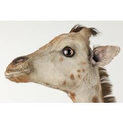 Detail of head of juvenile giraffe specimen, side view.