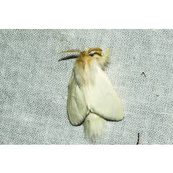 <em>Trichiocercus sparshalli</em>, Sparshall's Moth. Murray Explored Bioscan.