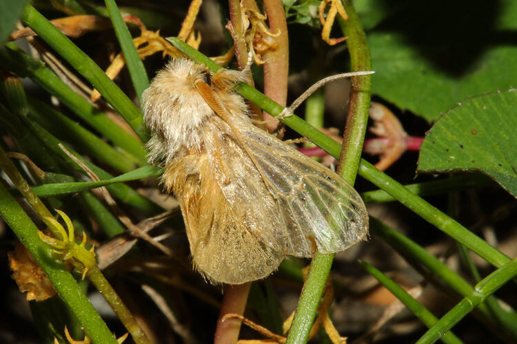 <em>Pseudanapaea transvestita</em>, Orange Cup Moth. Murray Explored Bioscan.