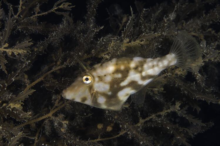 White and brown mottled fish in seaweed.