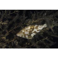 White and brown mottled fish in seaweed.