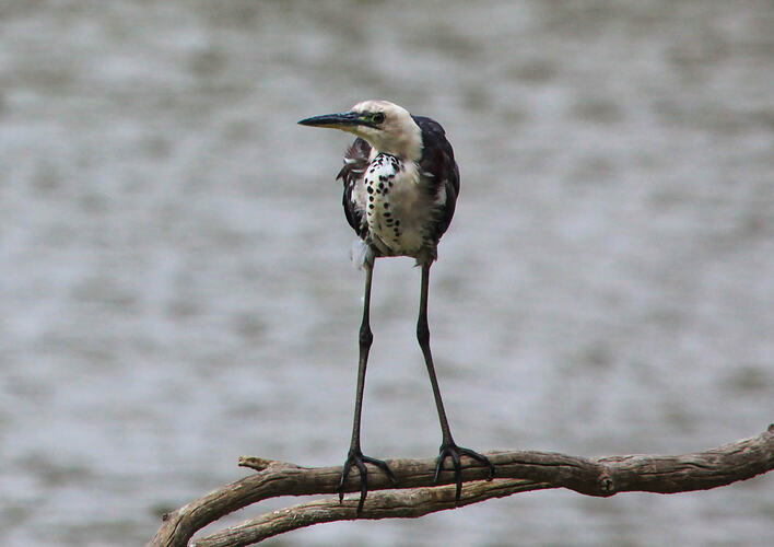 Bird with white and black mottled neck and long legs standing on branch by water.