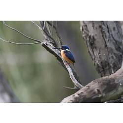 Sidew view of bright orange and blue kingfisher on branch.