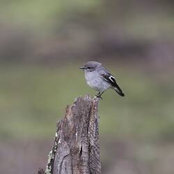 Grey bird with black tail on stump.