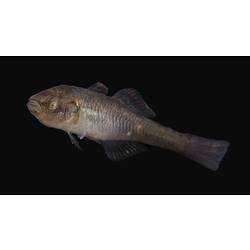 Carp Gudgeon.