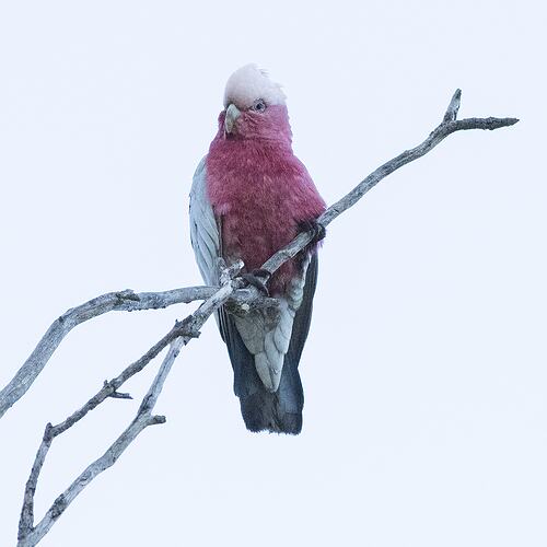 Pink and grey bird on bare branch.