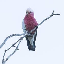 Pink and grey bird on bare branch.