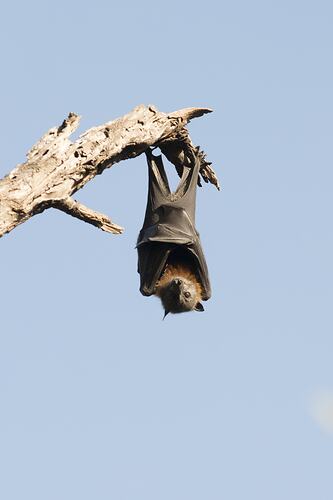 Flying-fox with wings wrapped around body hanging from bare branch.